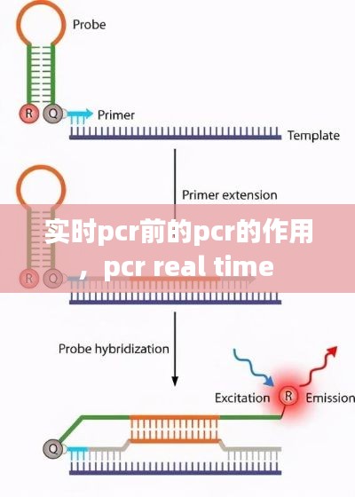 实时pcr前的pcr的作用，pcr real time 