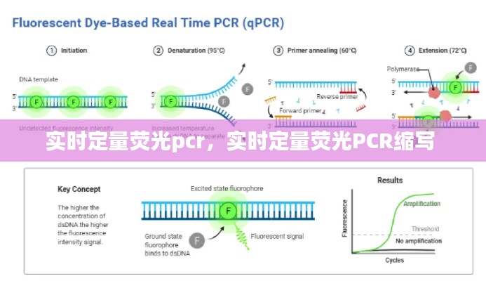 实时定量荧光pcr，实时定量荧光PCR缩写 