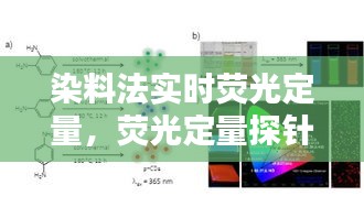 染料法实时荧光定量，荧光定量探针法和染料法 