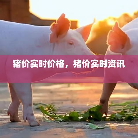 猪价实时价格，猪价实时资讯 