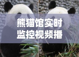 熊猫馆实时监控视频播放，熊猫馆在哪 