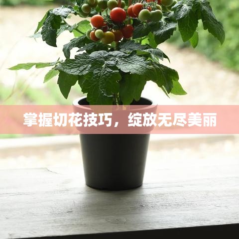 掌握切花技巧，绽放无尽美丽