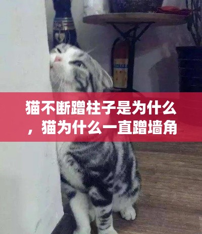 猫不断蹭柱子是为什么，猫为什么一直蹭墙角 