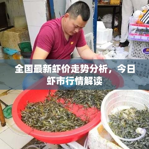 全国最新虾价走势分析，今日虾市行情解读
