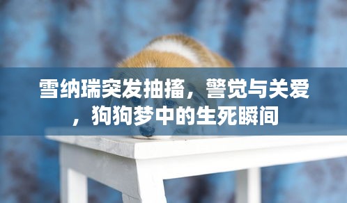 雪纳瑞突发抽搐，警觉与关爱，狗狗梦中的生死瞬间