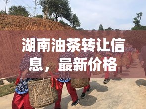 湖南油茶转让信息，最新价格动态揭秘