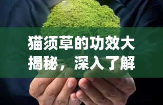 猫须草的功效大揭秘，深入了解与科学应用实践