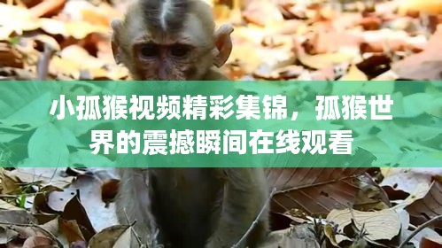 小孤猴视频精彩集锦，孤猴世界的震撼瞬间在线观看