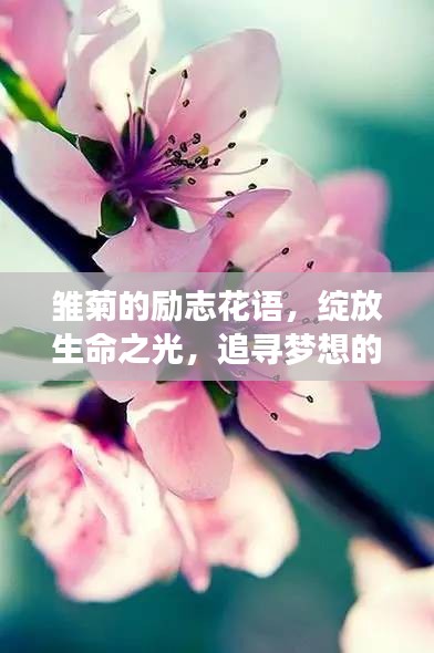 雏菊的励志花语，绽放生命之光，追寻梦想的力量