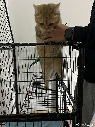 猫咪下载官方同微信越狱历史版本,实用性执行策略讲解_开发版1_v10.834